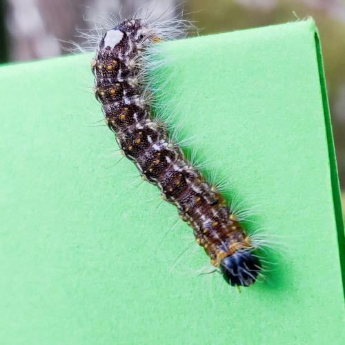 Réf. 302 739 : Subacronicta megacephala